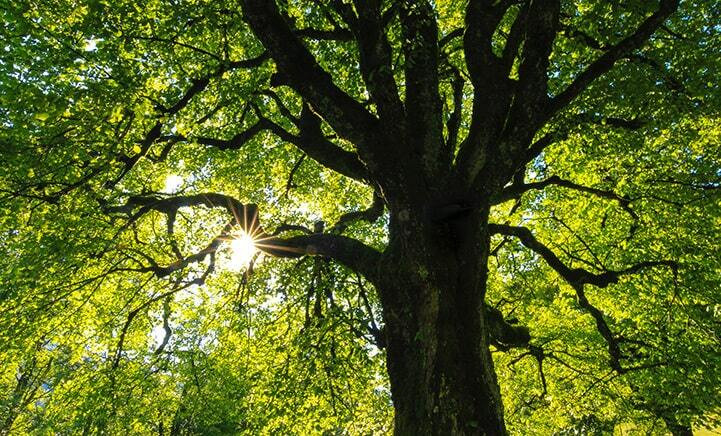 large vibrant tree in the sun - appreciating nature