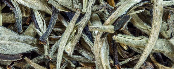 white-tea-raw-leaves