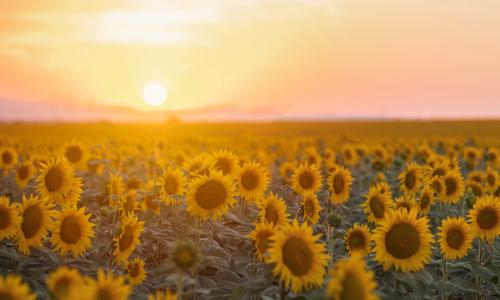 Sunflower farm-featured image