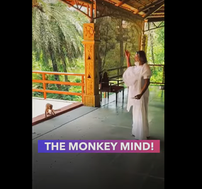 The Monkey Mind Shorts