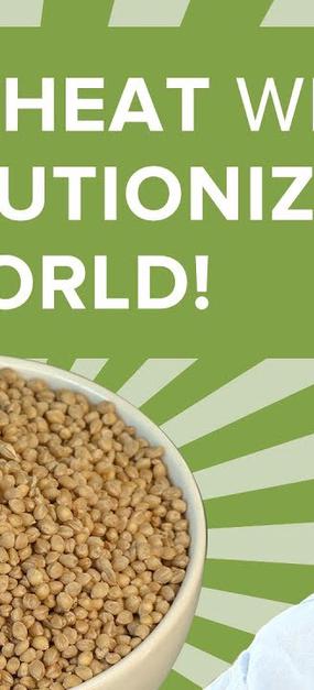 This wheat will revolutionize the world