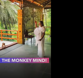 The Monkey Mind Shorts