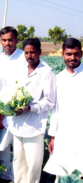 Social Impact - Organic Farming - Cauliflower field