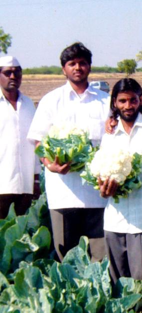 Social Impact - Organic Farming - Cauliflower field