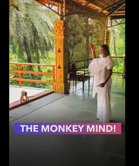 The Monkey Mind Shorts