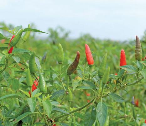 chilli plant