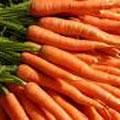 Carrot