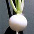 Radish