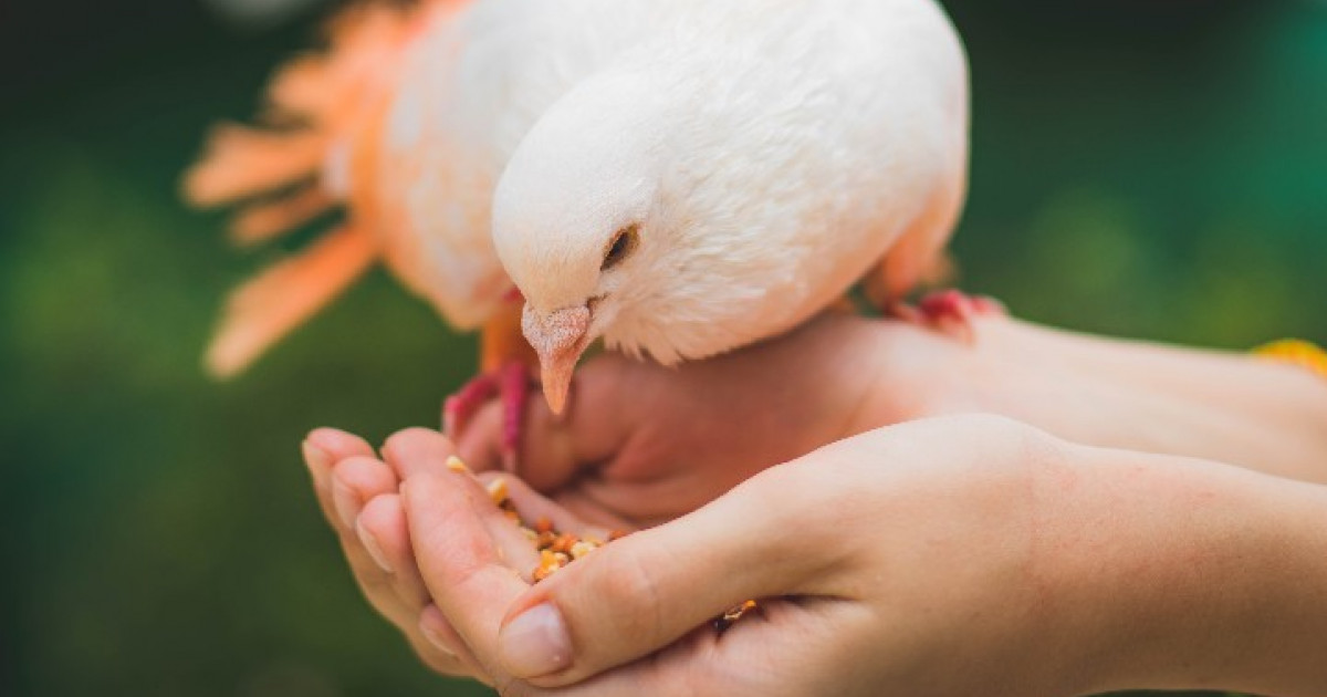 feeding to birds