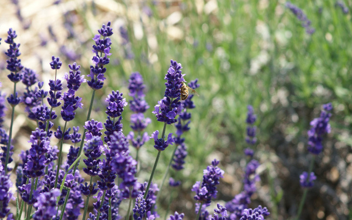 Incense for Meditation: Benefits, Best Scents, and More