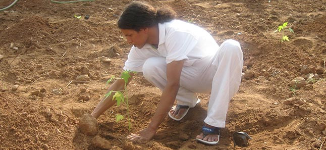 Tree-plantation