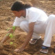 Tree-plantation